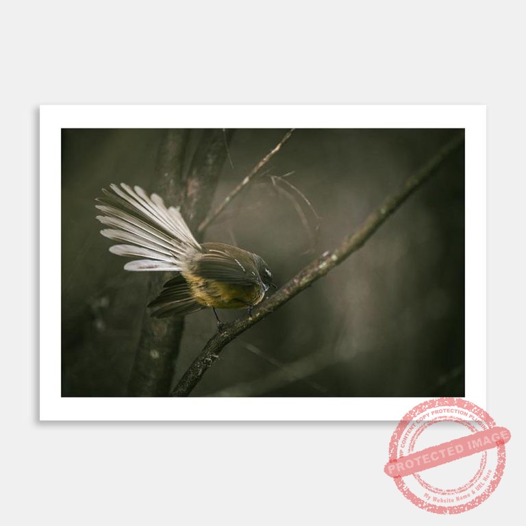 AC-JFM-Mystical-Fantail-MI